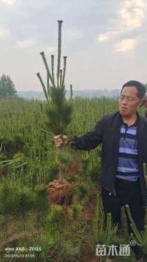 高度100厘米黑松