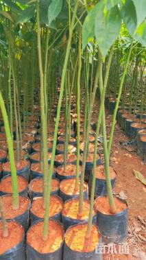 1.0公分大腹木棉