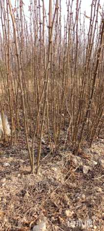 高度50厘米花椒