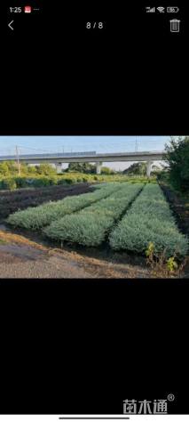 高度40厘米银姬小蜡