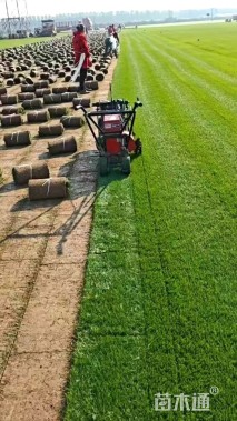 草卷状马尼拉草