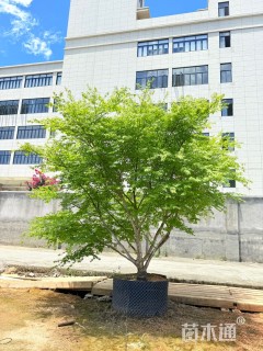 40公分小叶鸡爪槭