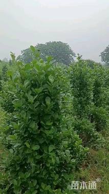 高度120厘米火山榕