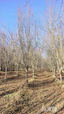 15公分西府海棠