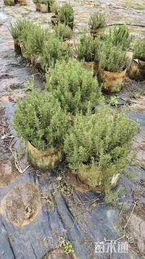 高度35厘米迷迭香