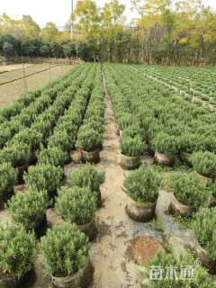 高度30厘米迷迭香