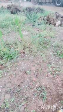 移栽苗造型罗汉松