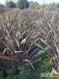 高度60厘米新西兰亚麻