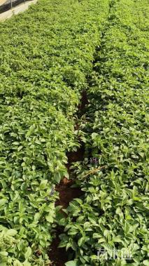 高度20厘米鼠尾草