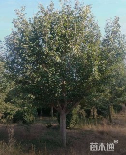 12公分中国红樱花