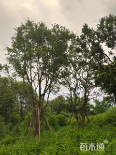 19公分丛生朴树