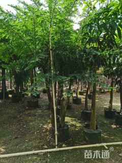 高度6厘米叶下珠