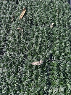 高度5厘米玉龙草