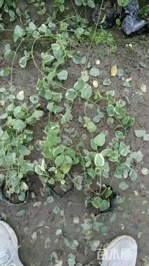 高度45厘米花叶蔓长春