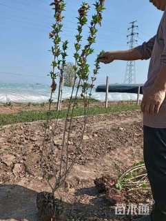 高度150厘米红王子锦带