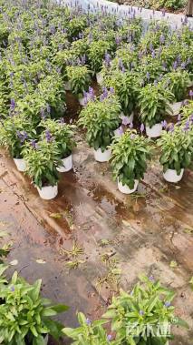 高度20厘米兰花鼠尾草