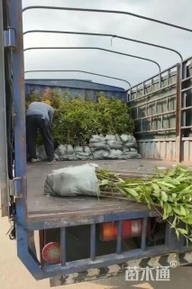 高度150厘米木荷小苗