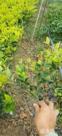 高度30厘米金森女贞