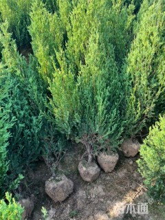 高度120厘米刺柏