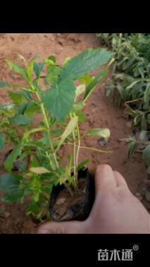 高度15厘米柳叶马鞭草