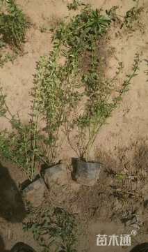 高度60厘米迎春花