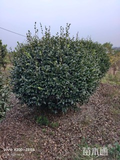 高度250厘米茶花