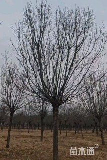 13公分秋紫白蜡