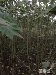 高度300厘米木芙蓉