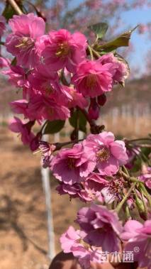 9公分优雅美雪樱