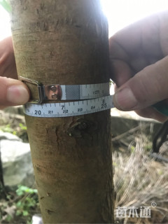 3公分金叶水杉