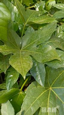 高度20厘米八角金盘