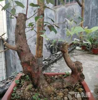 高度50厘米桃金娘