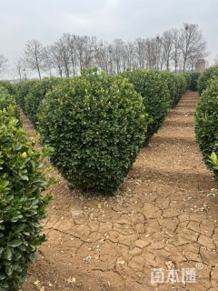 冠幅120厘米大叶黄杨球