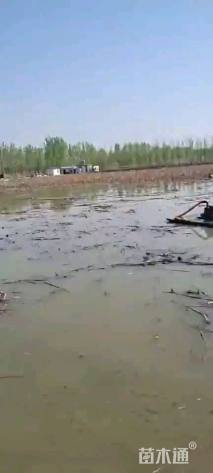 高度50厘米荷花