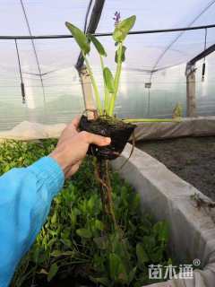 高度20厘米梭鱼草