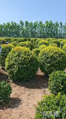 冠幅250厘米金叶女贞球