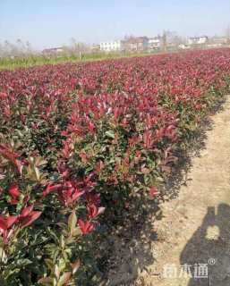 高度40厘米红叶石楠小苗