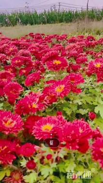 高度20厘米地被菊