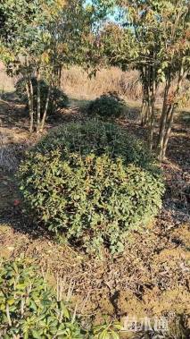 冠幅180厘米海桐球