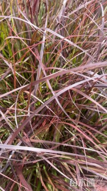 高度20厘米狼尾草