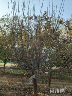 10公分日本晚樱