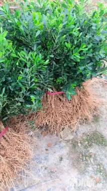 高度45厘米雀舌黄杨