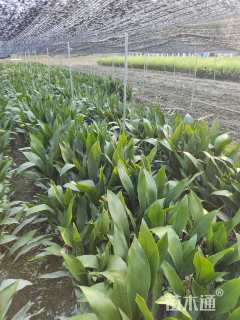 高度50厘米一叶兰