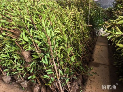 高度80厘米法国冬青