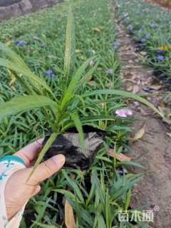 高度15厘米兰花