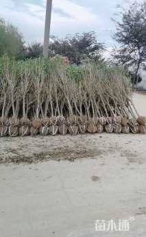 高度200厘米木槿