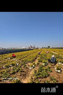 高度30厘米金森女贞小苗