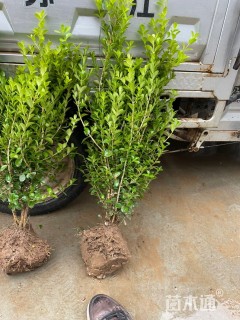 冠幅30厘米小叶黄杨球