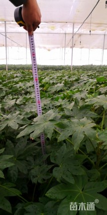 高度50厘米八角金盘小苗