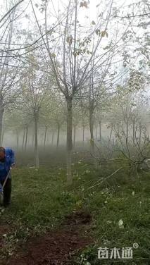 11公分金叶复叶槭